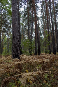 Autumn fall field foliage Photo