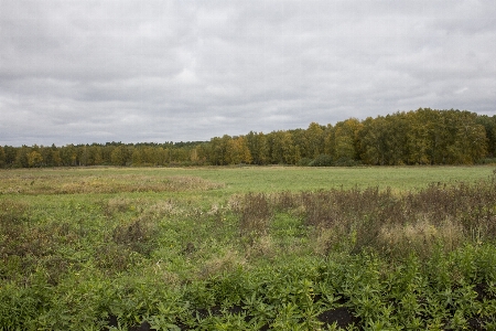 Landscape field meadow autumn Photo