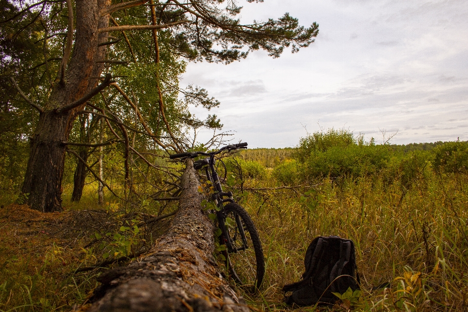 Bike tree trip travel