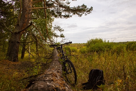 Bike tree trip travel Photo