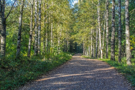 Image tree forest natural landscape Photo