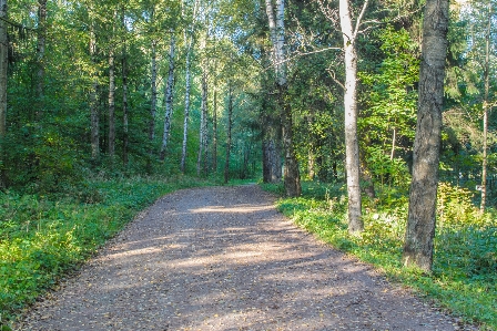 Image tree forest nature Photo