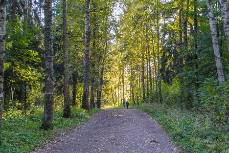 Image tree forest natural environment Photo