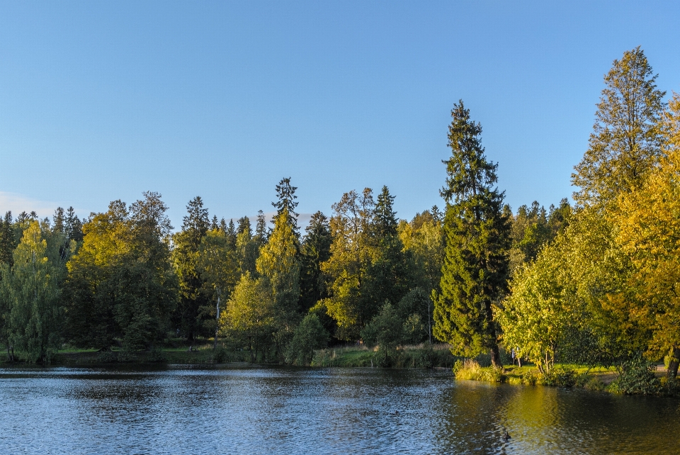 Bild baum natur natürliche landschaft
