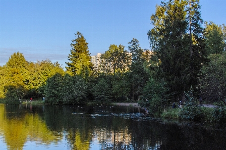 Image reflection natural landscape tree Photo