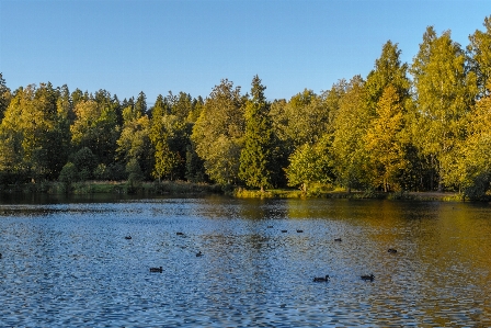 Image body of water nature tree Photo