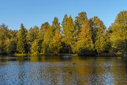 Image tree reflection nature Photo