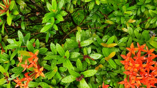 Flowers flower plant leaf Photo