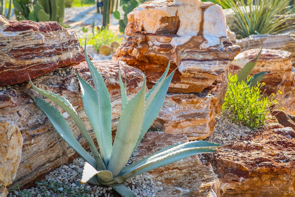 Plantas planta flor agave