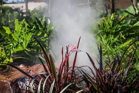 Park botanicgarden houston houstontx Photo