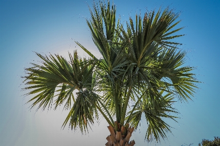 Park garden trees nature Photo