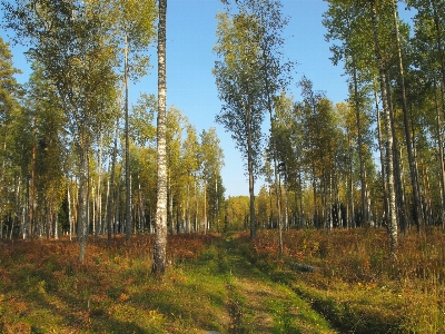 画像 木 自然の風景
 自然環境
 写真