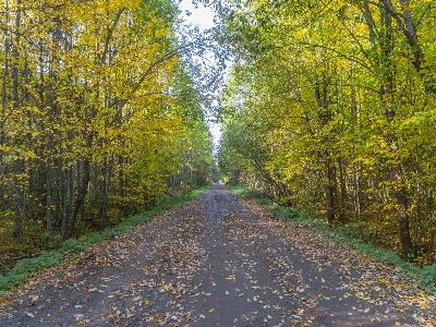 Image tree natural landscape nature Photo