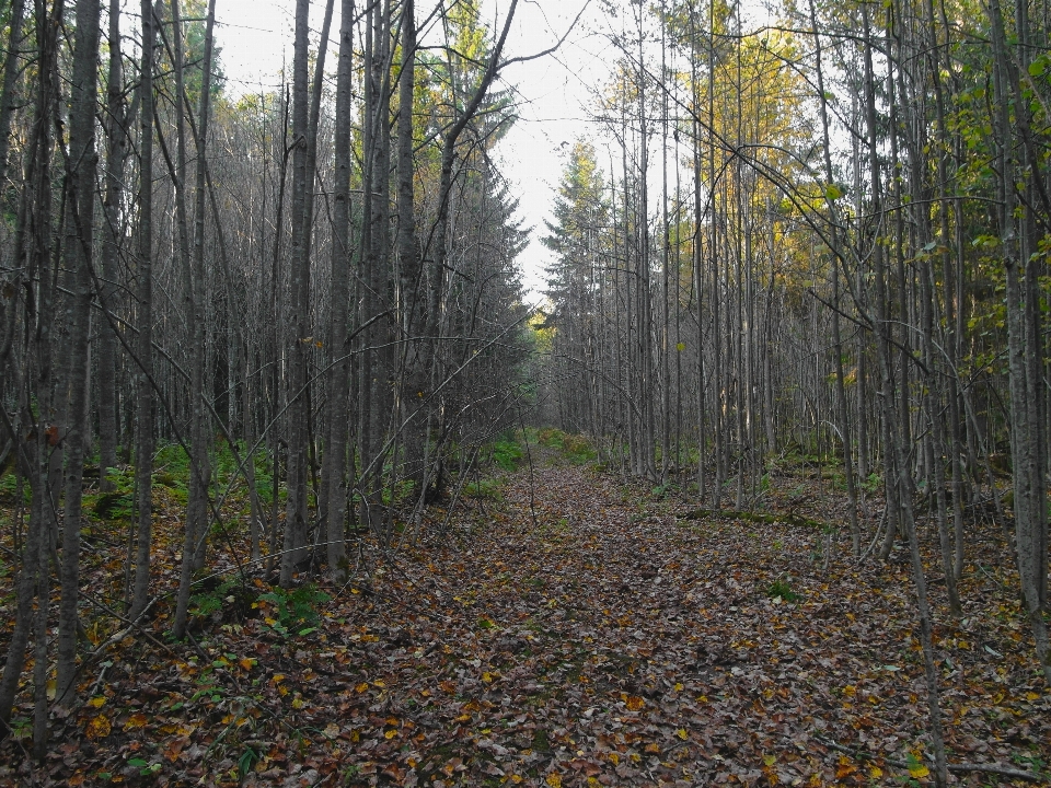 Image forêt arbre des bois
