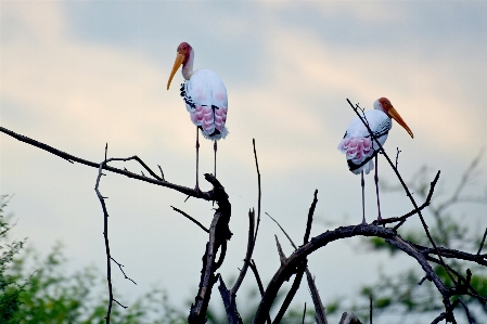 Bharatpur bird sanctuary rajasthan Photo