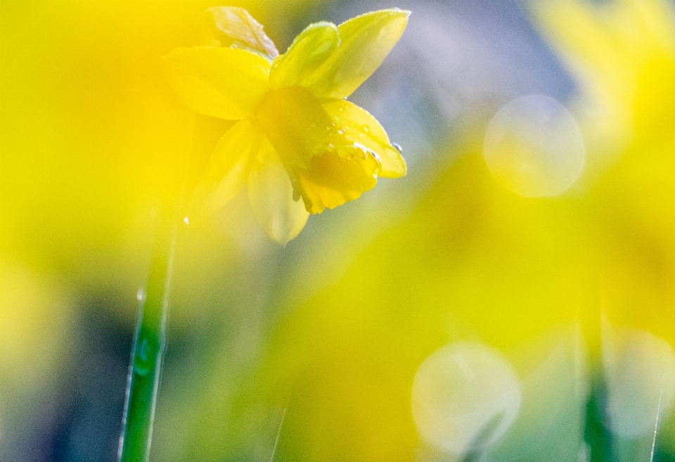 Daffodil yellow spring flower