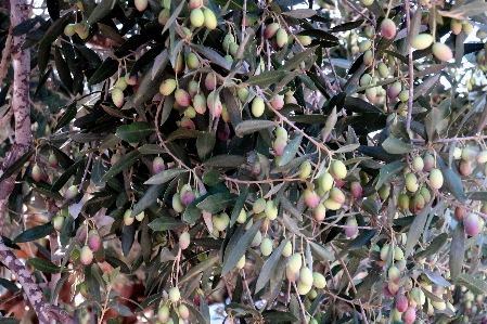 Coast tree plant sky Photo