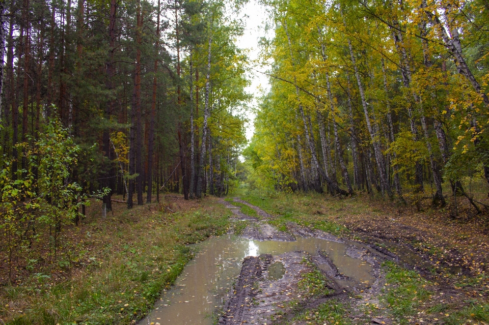 Autunno alberi strada traccia