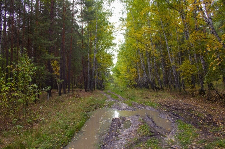 Photo Automne des arbres route piste