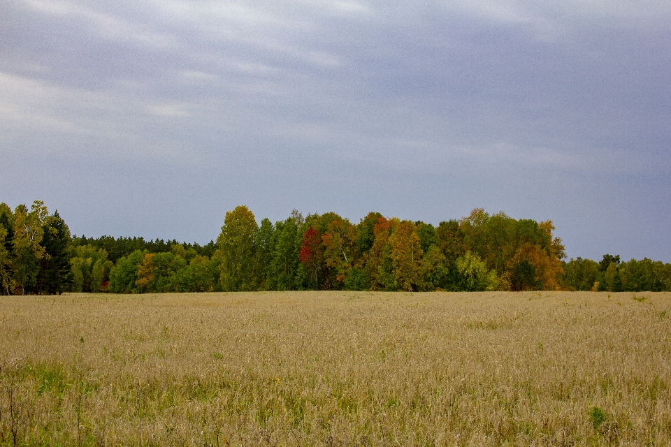 Field grove trees autumn