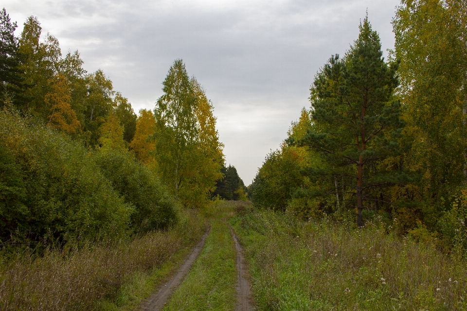 Floresta estrada árvores acompanhar