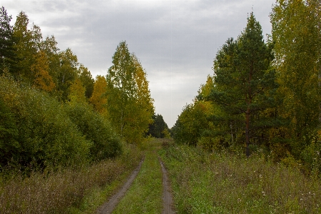 Forest road trees track Photo