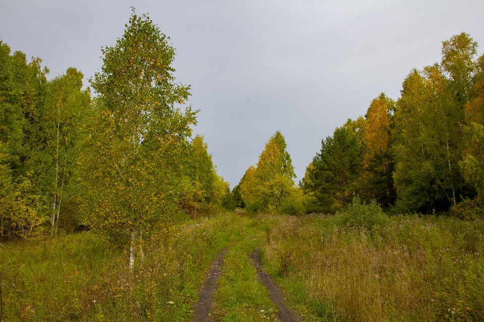 Autumn trees road track