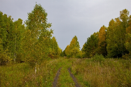 Autumn trees road track Photo