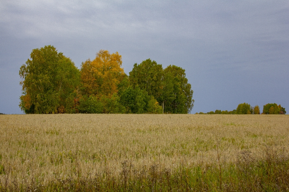 Grove trees field grass