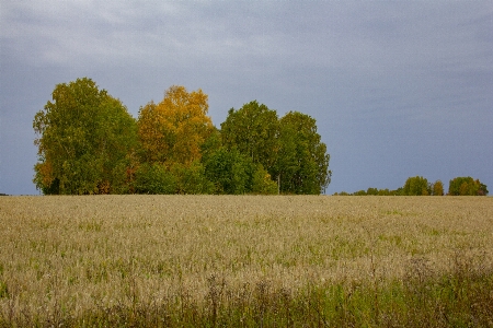 Grove trees field grass Photo