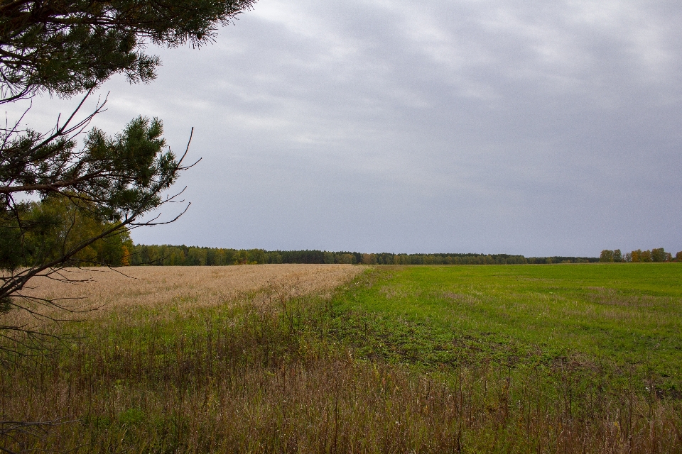 Fields grove trees grass