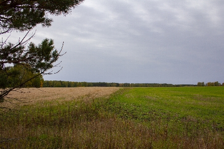 Fields grove trees grass Photo