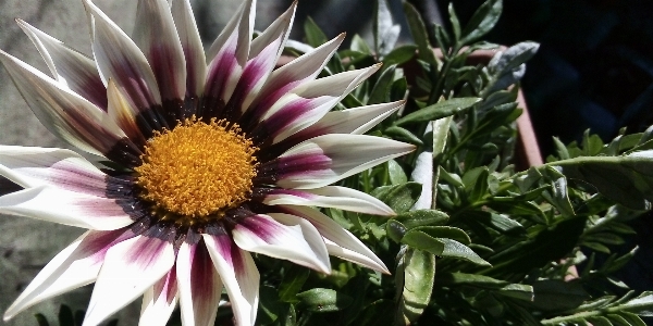 Flower daisy garden plant Photo