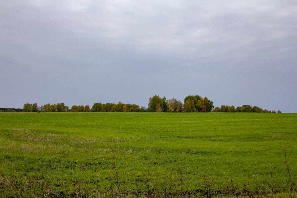 Champ des arbres forêt bosquet