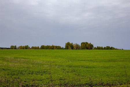 Field trees forest grove Photo