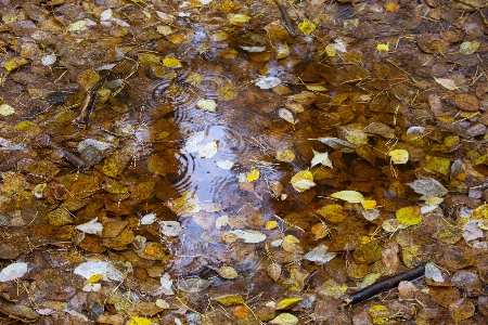 Foto Charco otoño hojas naturaleza