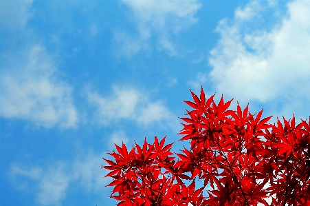 Der herbsthimmel
 himmel blauer himmel
 fallen Foto