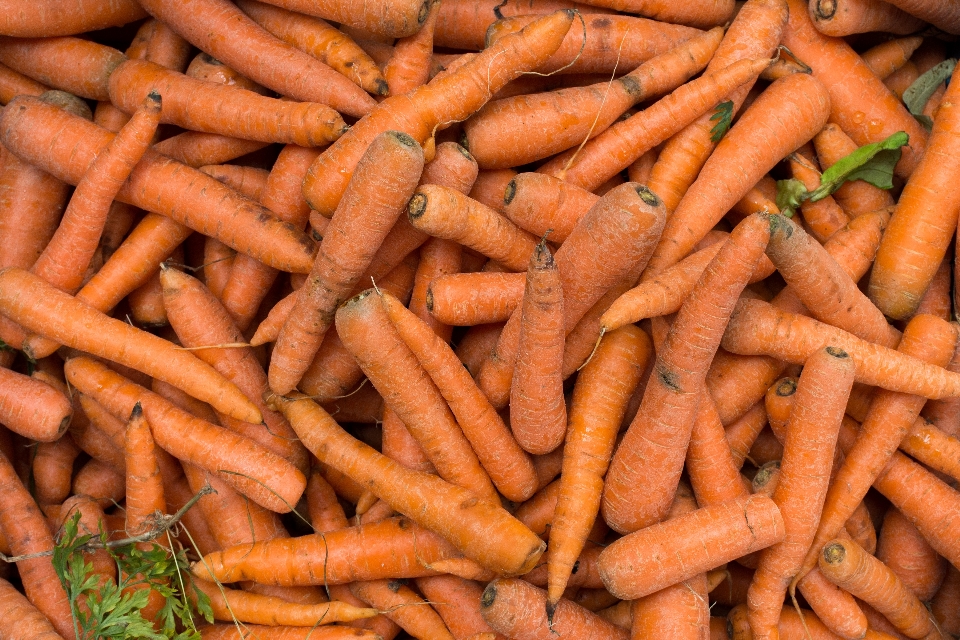 Carrot vegetable root food