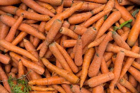 Carrot vegetable root food Photo