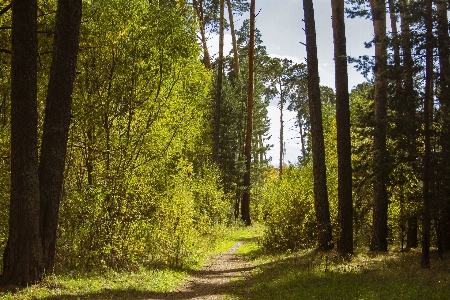 Forest road pine trees landscape Photo