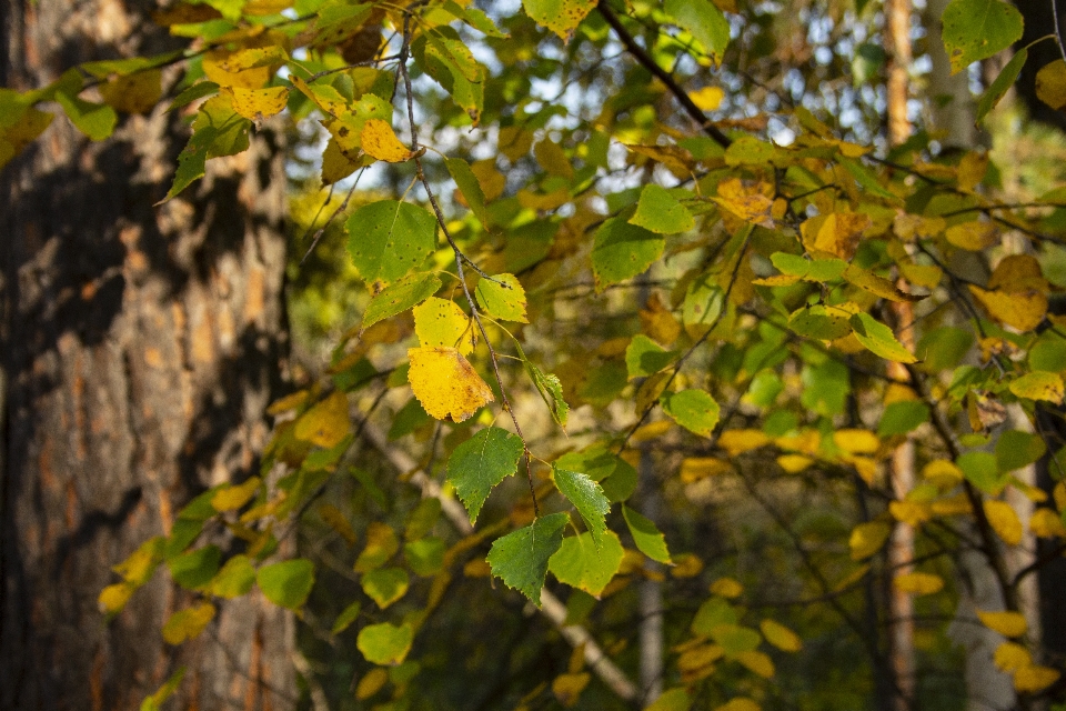 Autunno rami foglie giallo