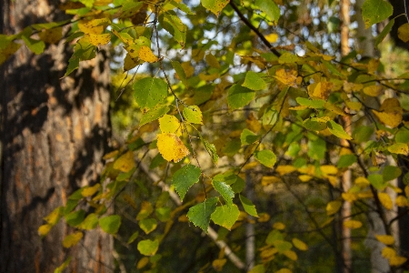 Photo Automne branches feuilles jaune