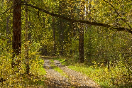 Forest leaves autumn road Photo