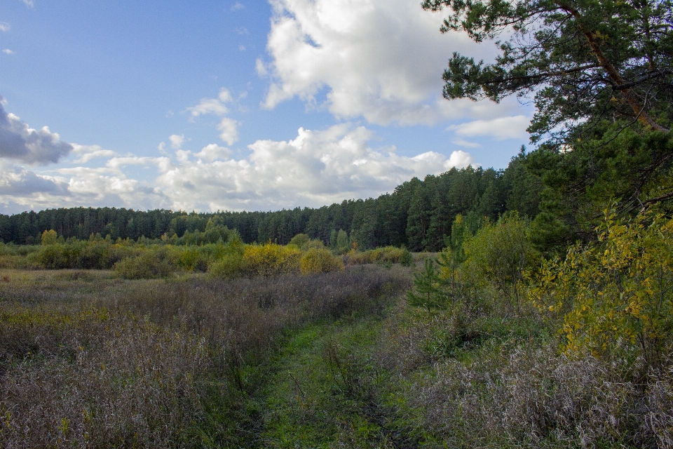 Paisaje naturaleza bosque pinos
