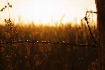 Nature sky grass evening red Photo