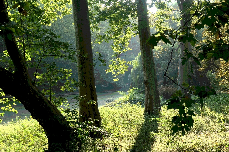 Trees park tree natural landscape