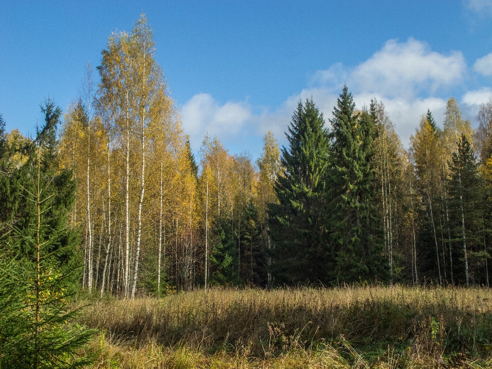 Obraz drzewo naturalny krajobraz
 natura