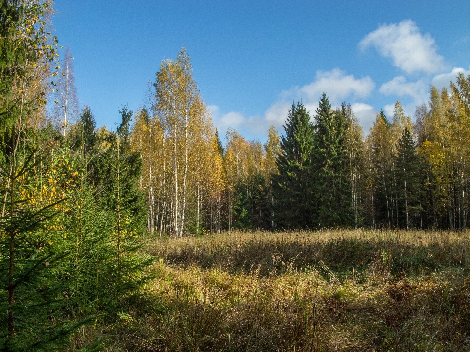 Image tree natural landscape nature