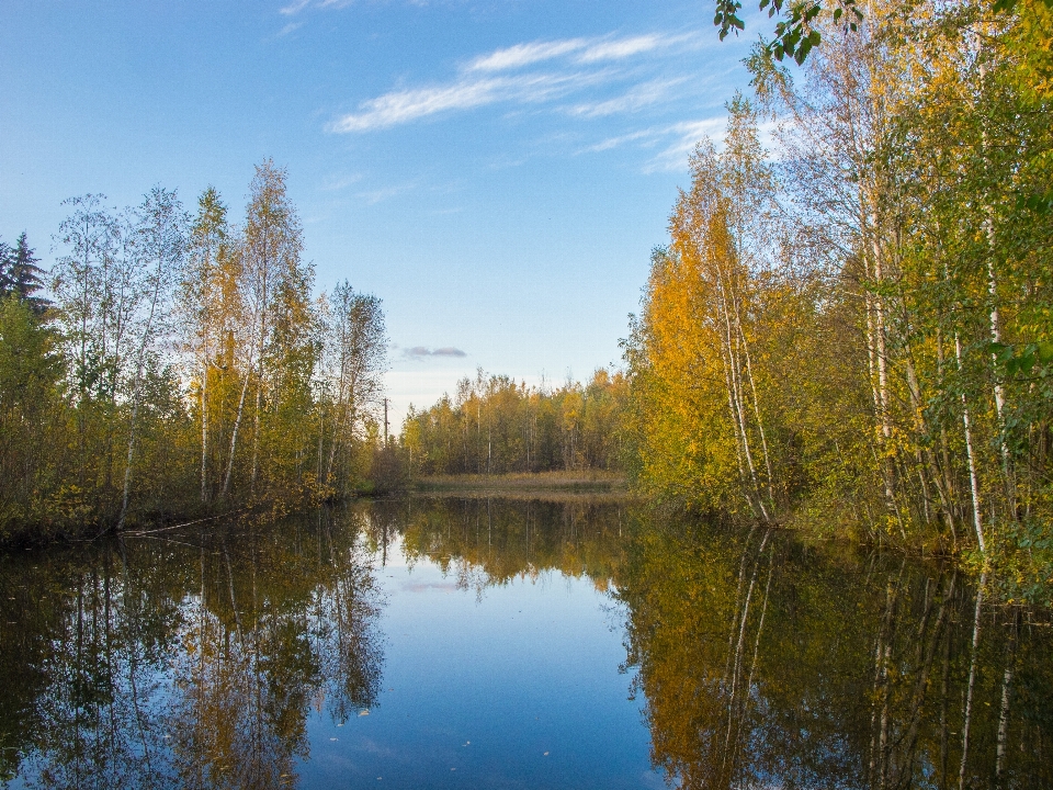 Image reflection natural landscape tree