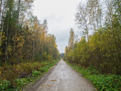 Image natural landscape tree nature Photo